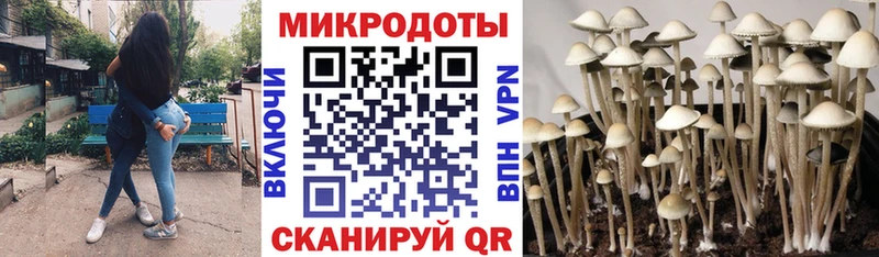 Псилоцибиновые грибы GOLDEN TEACHER где купить наркоту Елизово
